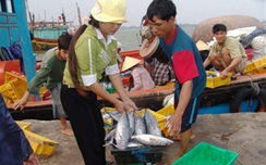 Cách xác định hải sản an toàn