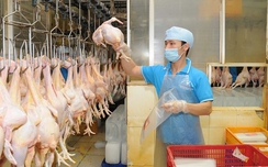 Năm 2017 Việt Nam sẽ xuất khẩu thịt gà sang Nhật Bản, EU