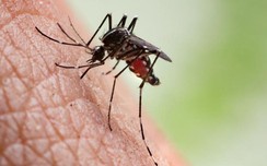Loại virus bí ẩn lây truyền qua muỗi đốt khiến người phụ nữ tử vong