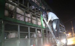 Trắng đêm “ngăn” bệnh w88.vin.link xâm nhiễm tại các chốt chặn trên QL1