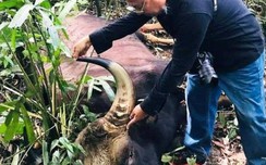 Bò tót 800kg chết w88 luxury link w88 bảo tồn thiên nhiên Đồng Nai