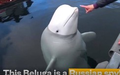 Na Uy vẫn chưa giải mã được nguồn gốc chú cá voi Beluga "điệp viên Nga"