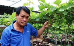 Lạc bước giữa vườn nho cảnh link w88 xanh mướt chờ đón Tết