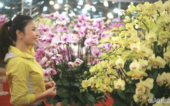 w88 com: Xuất hiện chậu lan hồ điệp "khủng" giá trăm triệu dịp Tết