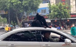 Video: Tài xế chơi ngông, để chó nằm trên nóc w88 dạo phố