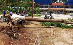 Lại một cây phượng bật gốc trong sân trường tiểu học ở link w88 Dương