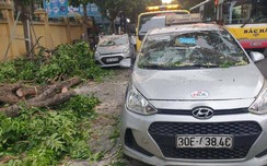 Hà Nội: Cây xà cừ đổ đè bẹp 3 ô tô trên đường Trần Hưng Đạo