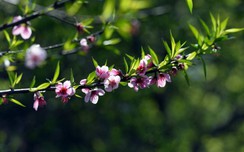 Bộ trưởng Mai Tiến Dũng: Không cấm bán đào link vao w88 do người dân tự trồng