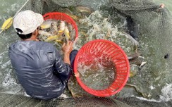 Một nông dân tặng 10 tấn cá đến người dân ở khu cách ly TP.HCM và w88