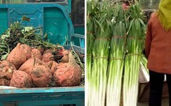 Trầm trồ trước nông sản “khổng lồ” ở w88 com Quốc