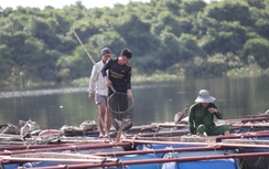 Nguyên nhân khiến 50 tấn cá nuôi lồng bè chết trắng trên sông ở Hà Tĩnh