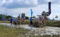 Nhộn nhịp lễ hội đua bò Bảy Núi ở An Giang