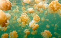 “Thiên đàng” sứa vàng tại Cộng hòa Palau