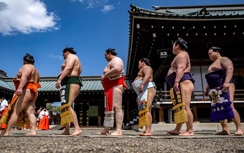 Hãng hàng không Nhật phải điều thêm máy bay để chở võ sĩ sumo vì quá tải