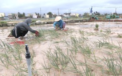 Mưa lớn gây ngập úng, nông dân Lý Sơn tất tả thu hoạch cây đặc sản