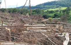 Danh tính người cầm đầu vụ phá 2,5 ha rừng tại Gia Lai