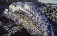 Hàng nghìn cá voi xám chết dạt vào bờ biển: Bí ẩn "không thể giải thích" vừa sáng tỏ