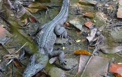 Đề xuất di dời hoặc thanh lý đàn cá sấu 44 con, bị sổng chuồng 8 con ở Kiên Giang