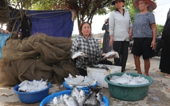 Hàng chục tấn cá nuôi lồng bè trên sông ở Hà Tĩnh chết do đâu?