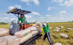 Giá gạo xuất khẩu Việt Nam đắt nhất thế giới