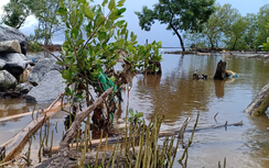 Cà Mau đề xuất dự án phát triển sinh kế bền vững hơn 41 triệu USD