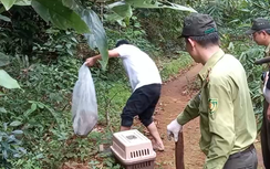 Thả 53 con khỉ mặt đỏ, tê tê Java... quý hiếm về rừng ở Đồng Nai