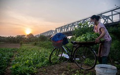 Hiện trạng bãi giữa sông Hồng trước khi trở thành công viên cây xanh