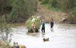 Gia Lai: Người dân liều mình vượt sông làm nương