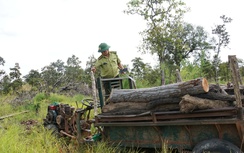 Gia Lai: Lâm tặc quần thảo bốn lần trong hơn một tuần, rừng phòng hộ tan hoang