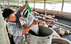 Vì sao giá lợn hơi giảm mạnh dịp Tết?