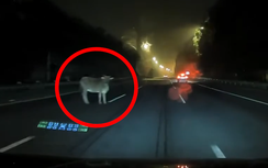 Tài xế suýt gặp nạn vì bất ngờ gặp bò trên cao tốc
