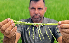 Đây là thứ tàn phá "kho gạo" Ấn Độ đẩy giá gạo Việt Nam, Thái Lan tăng vọt