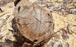 Bình Định: "Hạ sát" rừng phòng hộ để mở đường lên khu vực khai thác gỗ