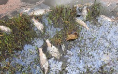 10 tấn cá chết tại hồ sinh thái, bốc mùi nồng nặc