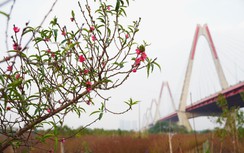 Dân trồng đào Nhật Tân thấp thỏm vì hoa nở sớm