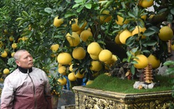 Bưởi cảnh bonsai giá cả trăm triệu đồng bày bán ở Hà Nội
