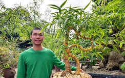 “Đốt” tiền tỷ cho đam mê tre bonsai