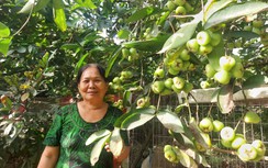 Mướt xanh vườn mận đường 22 năm tuổi giữa TP Sóc Trăng