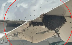 Hành khách mắc kẹt hàng giờ vì ong "bao vây" máy bay