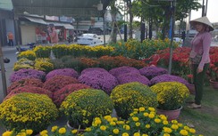Giảm số lượng hoa Tết, người trồng đủng đỉnh đưa hoa lên chợ