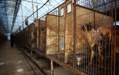 Tại Hàn Quốc, ăn hay kinh doanh thịt chó có thể bị phạt tù tới ba năm