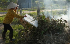 Mất trắng hàng trăm tỷ, dân trồng phật thủ ở Hà Nội khốn khổ phục hồi sản xuất