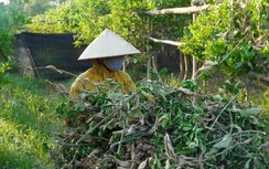 Vì sao vựa trồng phật thủ lớn nhất Hà Nội không được cấp điện để phục hồi sản xuất?