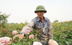 Hồi sinh thành công vựa hoa lớn nhất Hà Nội, dân Mê Linh hối hả chuẩn bị vụ Tết