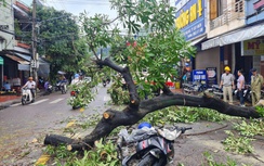 Cây lớn bất ngờ bật gốc giữa đường phố Quy Nhơn, đè trúng người đi đường