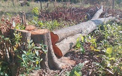 Bắt nhóm 30 người phá rừng, đe dọa lực lượng chức năng tại Gia Lai