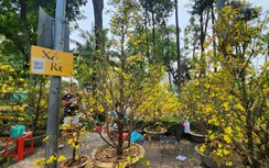 Người dân TP.HCM tranh thủ mua hoa giảm giá chiều 29 Tết