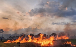Cháy rừng ở Lâm Đồng, gần 250 cây thông 10 năm tuổi bị thiêu rụi