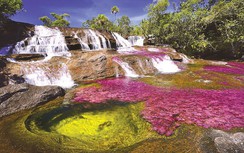 Dòng sông đổi màu kỳ diệu tại Nam Mỹ