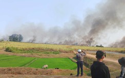 Gia Lai: Điều tra vụ cháy gần 40ha mía đang chờ thu hoạch
